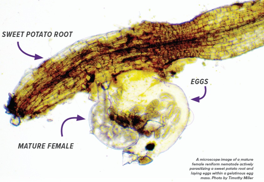 Sweet Potato Under Siege:  How the Reniform Nematode Affects Sweet Potato in the Southern United States
